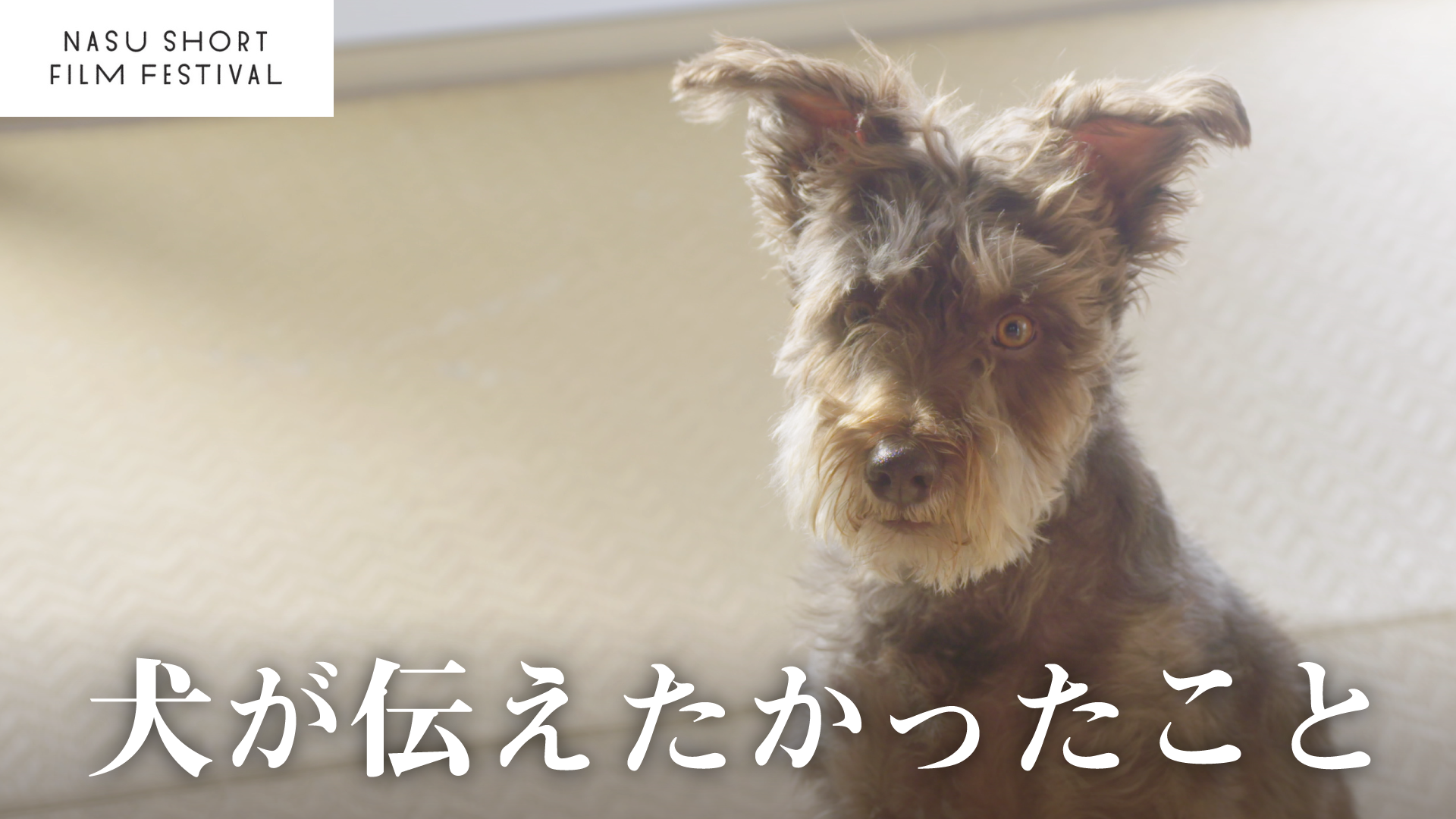 犬が伝えたかったこと